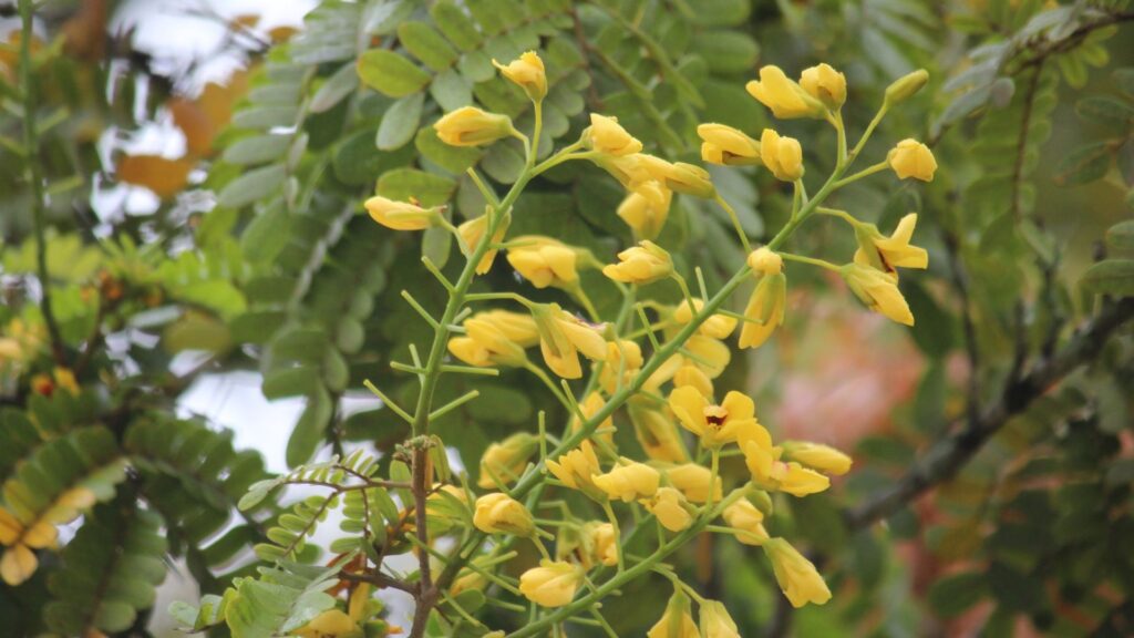 Conheça alguns tipos de plantas raras para cultivar em casa 