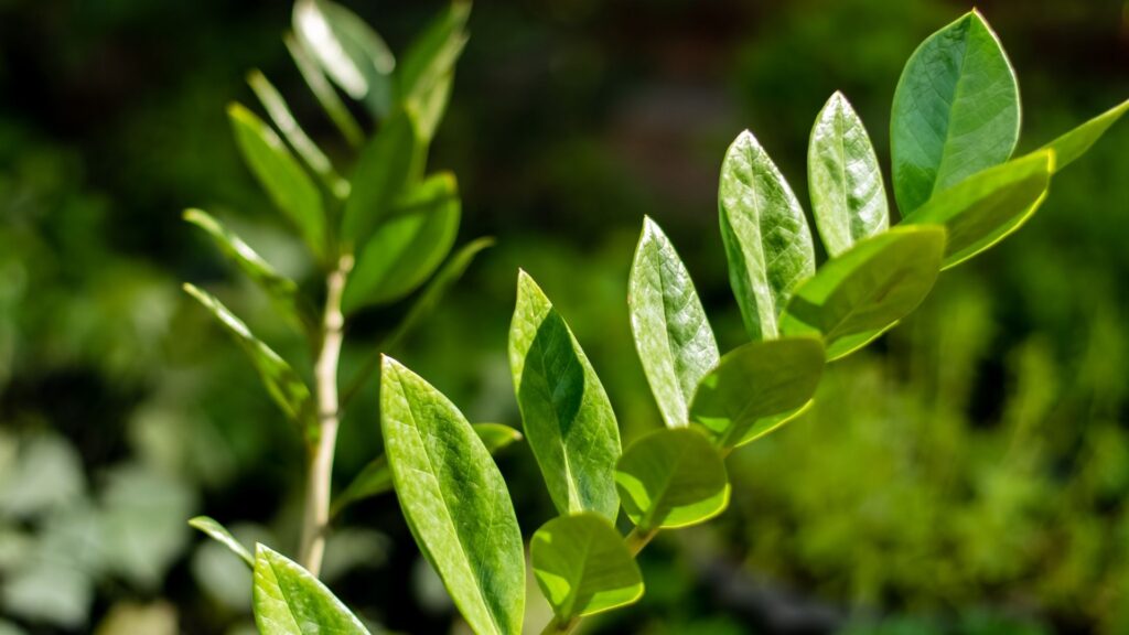 Conheça alguns tipos de plantas raras para cultivar em casa 