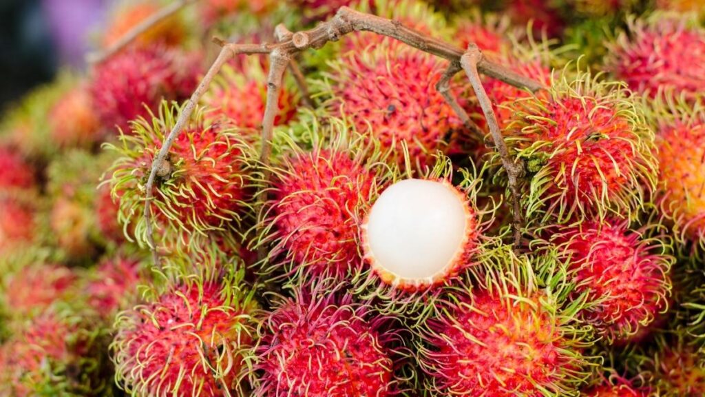 Rambutão