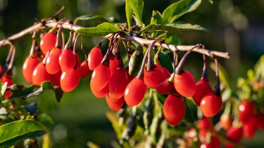 Bagas de Goji