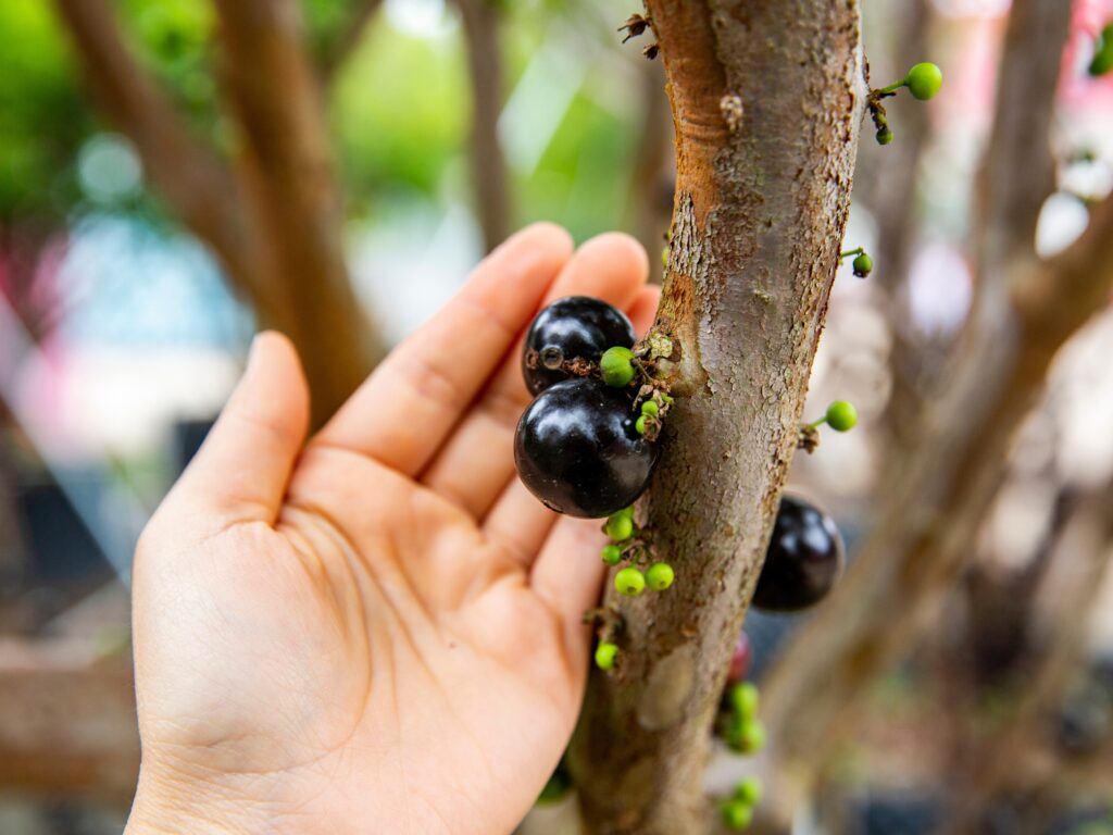 Jabuticaba no pé
