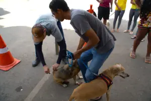 Itabirito terá nova vacinação antirrábica para cães e gatos em setembro