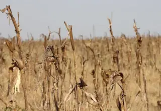 El Niño recorde: FAO e PMA lançam apelo inédito em favor do sul da África