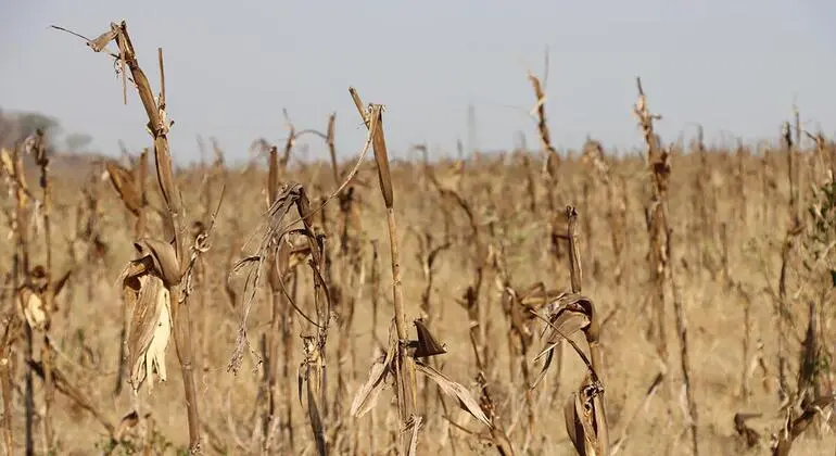 El Niño recorde: FAO e PMA lançam apelo inédito em favor do sul da África