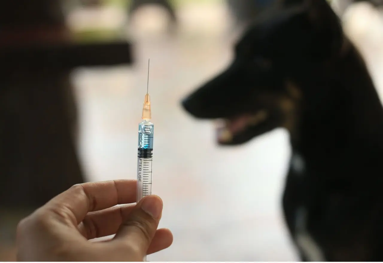 Mariana terá vacinação antirrábica gratuita para cães e gatos em mais de 30 pontos da cidade