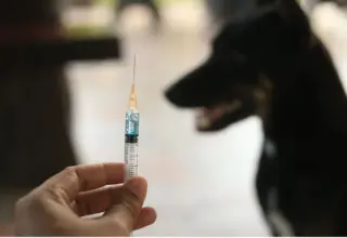 Mariana terá vacinação antirrábica gratuita para cães e gatos em mais de 30 pontos da cidade