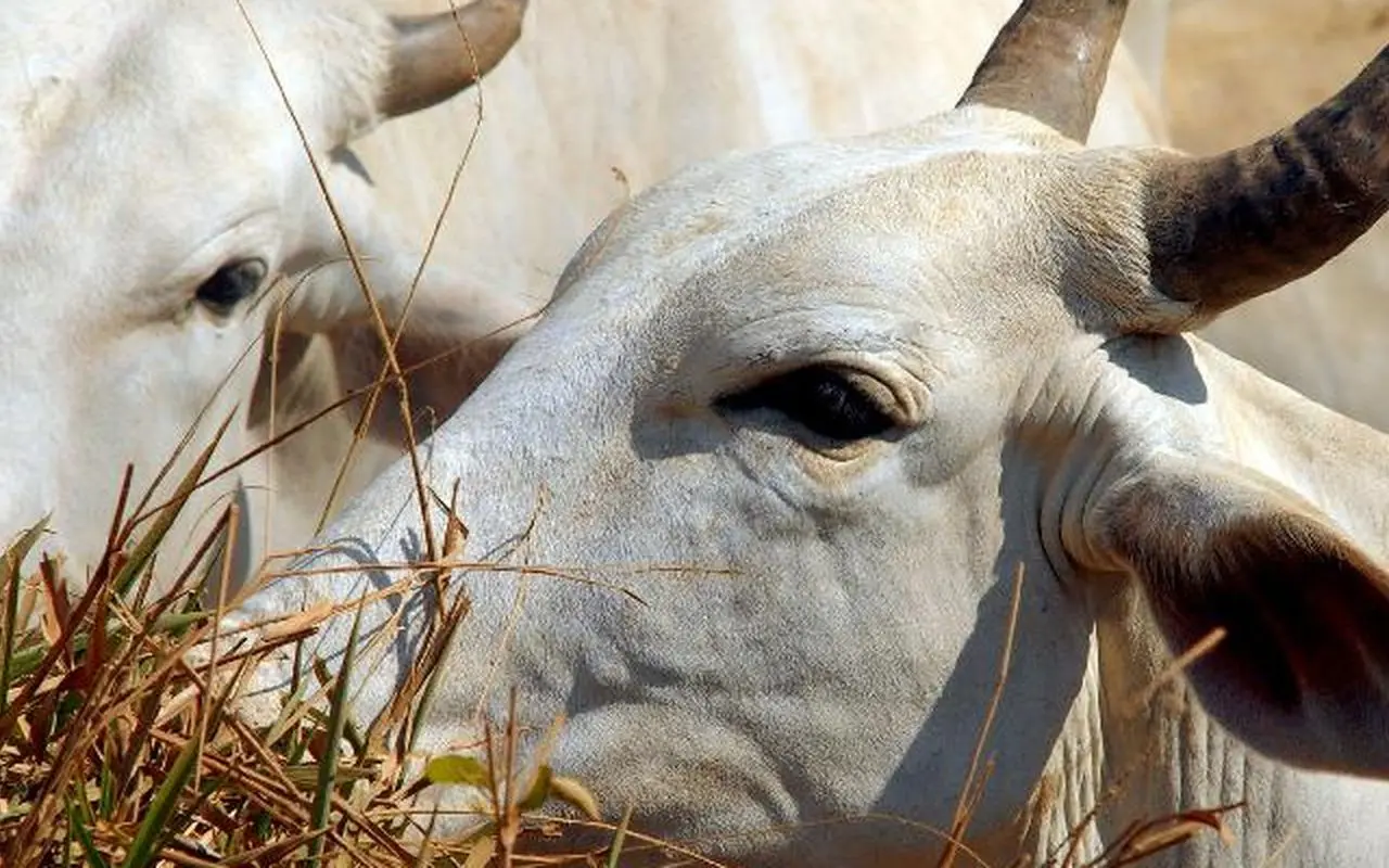 Carne brasileira passa a pagar tarifa de 67% para entrar na China