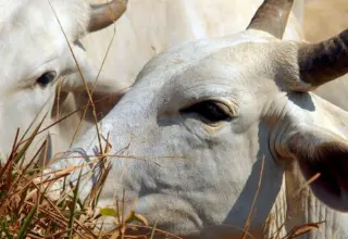 Carne brasileira passa a pagar tarifa de 67% para entrar na China