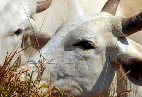Carne brasileira passa a pagar tarifa de 67% para entrar na China